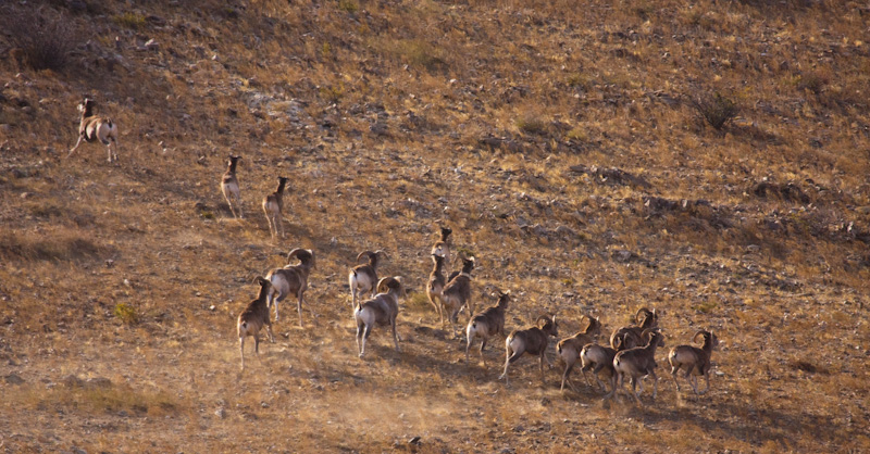 Argali